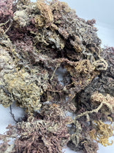 Load image into Gallery viewer, Raw Wildcrafted PURPLE Jamaican Irish Sea Moss
