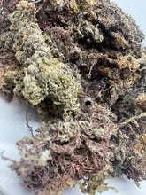 Load image into Gallery viewer, Raw Wildcrafted PURPLE Jamaican Irish Sea Moss
